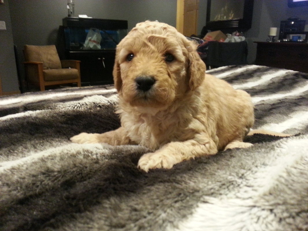 Ocean road mini goldendoodles sales