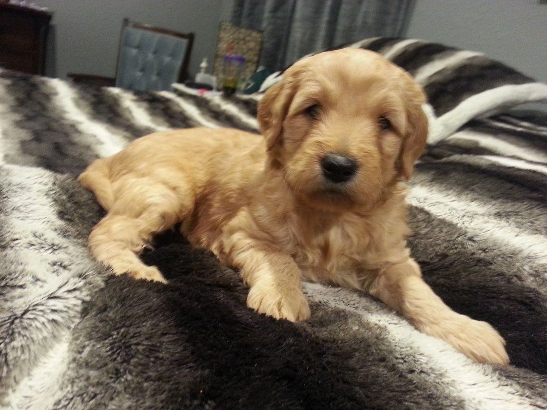 Ocean road mini goldendoodles sales