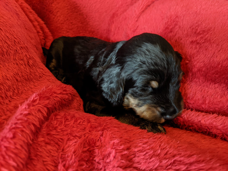Ocean road mini goldendoodles online