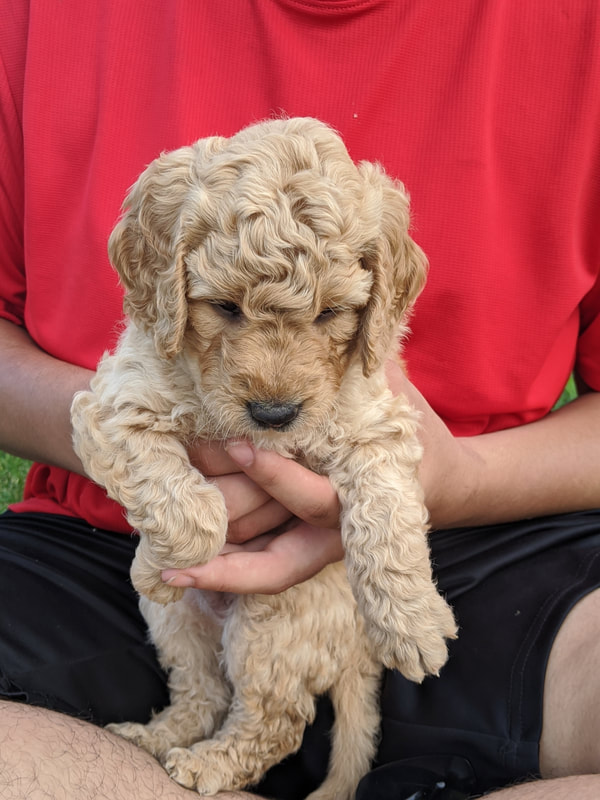 Puppy Parent Photos Ocean Road Mini Goldendoodles