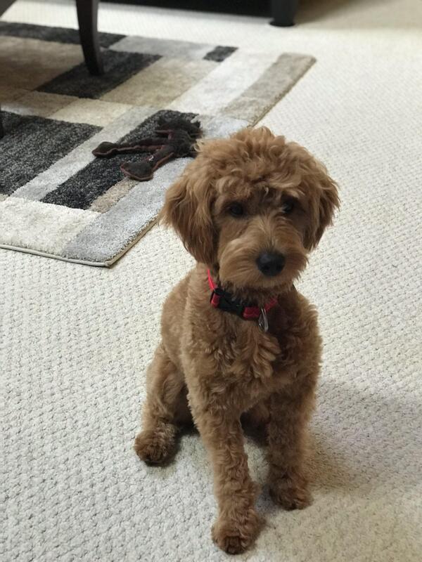 Ocean road mini goldendoodles hotsell